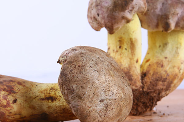 白蔥牛肝菌是不是野生的 白蔥牛肝菌是不是野生的