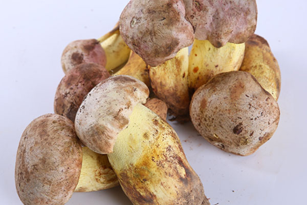 白蔥牛肝菌是野生的嗎，白蔥菌是黃牛肝菌嗎