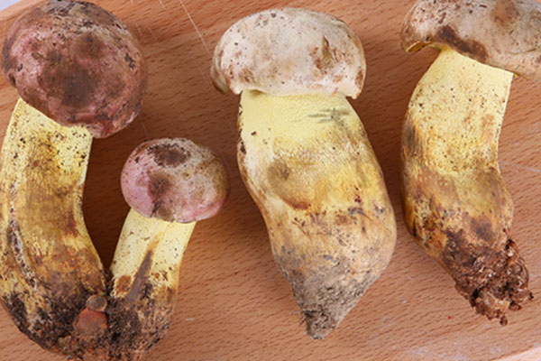 白蔥菌是牛肝菌嗎，黃念頭是黃牛肝菌嗎