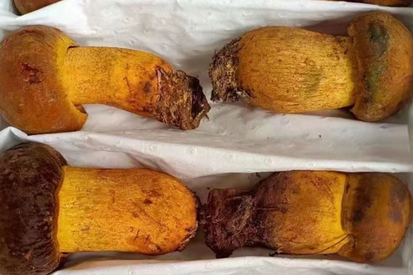 黃念頭是不是黃牛肝菌 黃念頭是不是黃牛肝菌