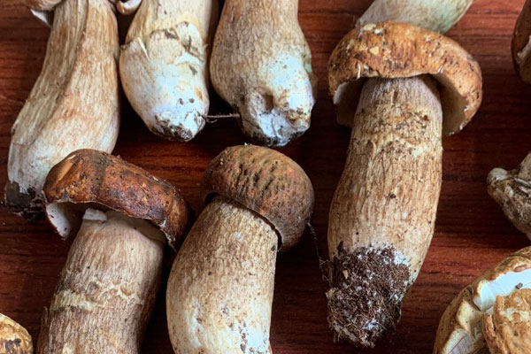 怎么煮牛肝菌湯最營(yíng)養(yǎng) 怎么煮牛肝菌湯最營(yíng)養(yǎng)