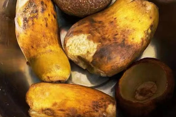 黃牛肝菌可以生吃嗎，牛肝菌是分解者嗎