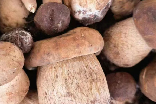 牛肝菌是不是分解者 牛肝菌是不是分解者