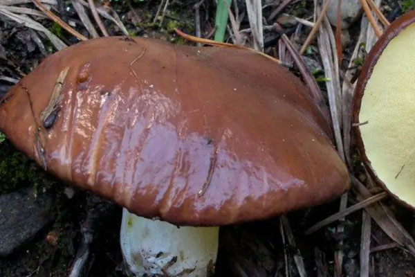 東北有短柄粘蓋牛肝菌嗎 東北有短柄粘蓋牛肝菌嗎