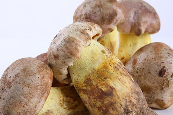 膽囊切除后可以吃牛肝菌嗎，血糖高能吃牛肝菌嗎