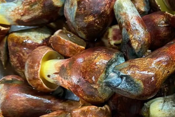 血糖高能吃牛肝菌嗎 血糖高能吃牛肝菌嗎