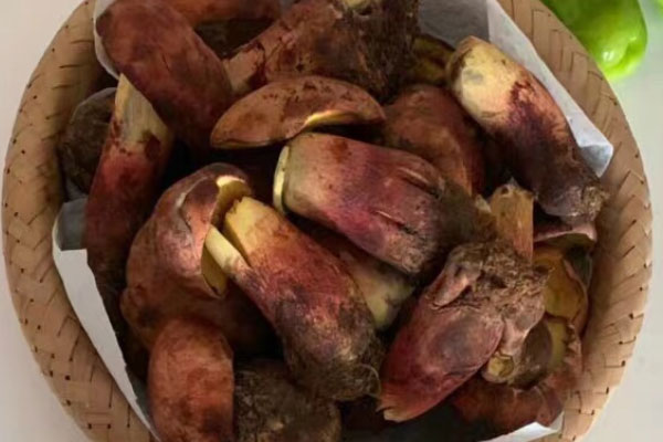 華美牛肝菌能吃嗎 華美牛肝菌能吃嗎