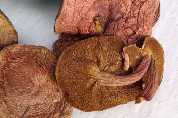 紅乳牛肝菌吃起來什么味道 紅乳牛肝菌吃起來什么味道