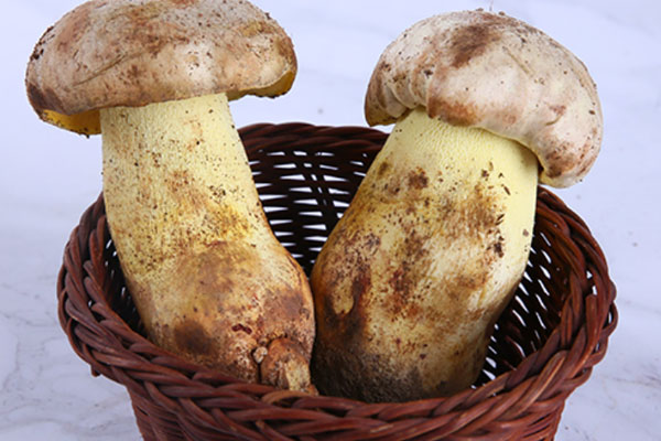 牛肝菌是食用菌嗎，牛肝菌是植物嗎