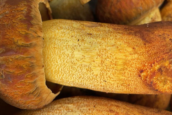 牛肝菌是不是植物 牛肝菌是不是植物