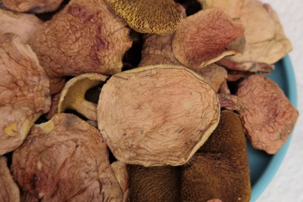 紅乳牛肝菌什么時候最多 紅乳牛肝菌什么時候最多