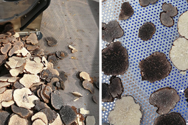 松露不能人工種植嗎，松露有多貴