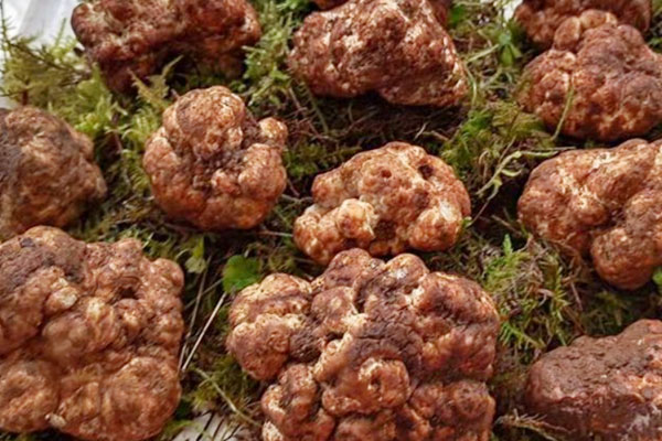 國外哪些地方有白松露 國外哪些地方有白松露