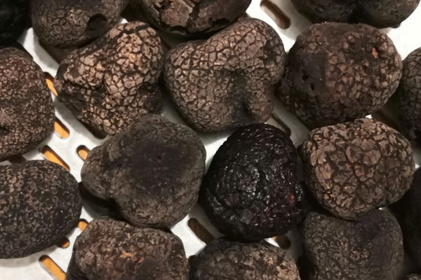 黑松露加熱烤了會(huì)有臭味嗎，黑松和黑松露有關(guān)系嗎