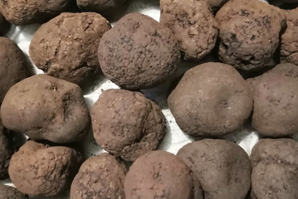 黑松和黑松露有沒有關系 黑松和黑松露有沒有關系