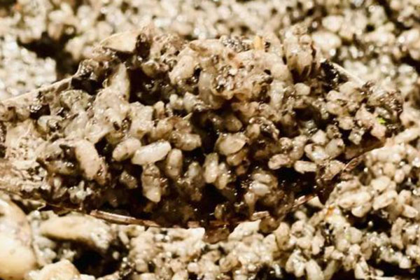 黑松露海鮮飯的味道 黑松露海鮮飯的味道