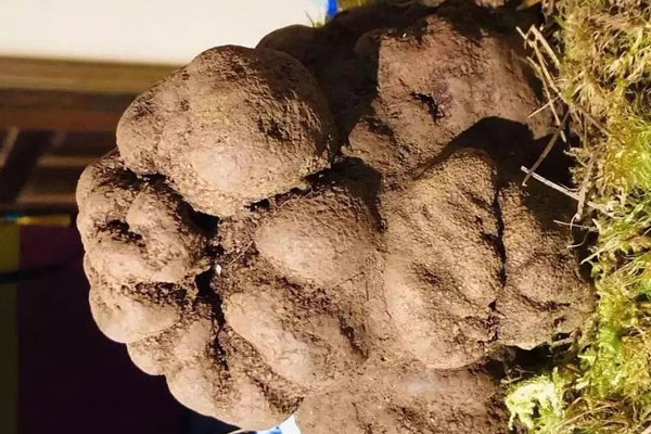 麗江最大的黑松露 麗江最大的黑松露