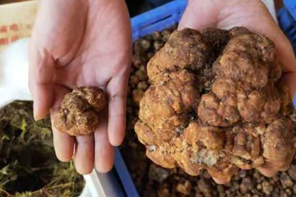 云南石林最大的白松露 云南石林最大的白松露