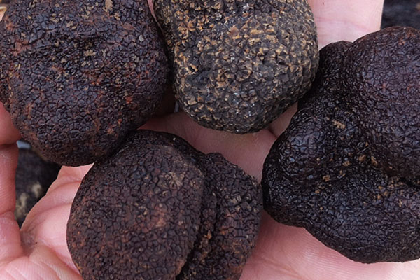 為什么黑松露在中國(guó)被用來喂豬 為什么黑松露在中國(guó)被用來喂豬