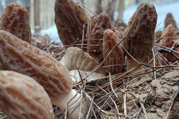 羊肚菌對(duì)宮頸有好處嗎，先兆流產(chǎn)可以吃羊肚菌嗎