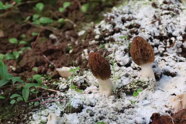 先兆性流產(chǎn)能吃羊肚菌嗎 先兆性流產(chǎn)能吃羊肚菌嗎