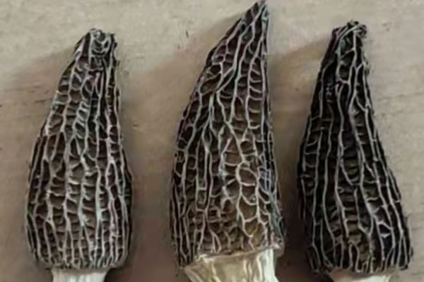 干品羊肚菌浸泡多久就不能吃了 干品羊肚菌浸泡多久就不能吃了