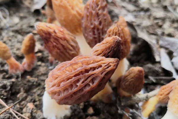 種植羊肚菌需要氧氣嗎 種植羊肚菌需要氧氣嗎