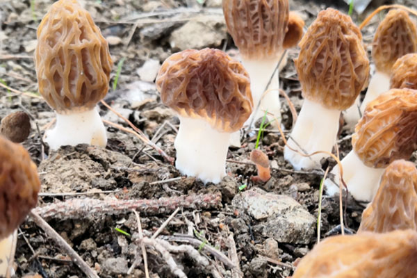 羊肚菌生長(zhǎng)所需要的營(yíng)養(yǎng) 羊肚菌生長(zhǎng)所需要的營(yíng)養(yǎng)