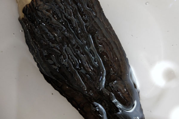 泡發(fā)干品羊肚菌的注意事項 泡發(fā)干品羊肚菌的注意事項