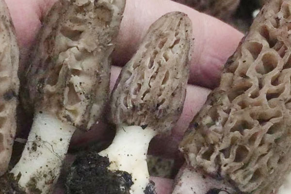 野生羊肚菌能移栽嗎 野生羊肚菌能移栽嗎