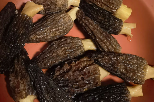 羊肚菌能用鹽水洗嗎 羊肚菌能用鹽水洗嗎