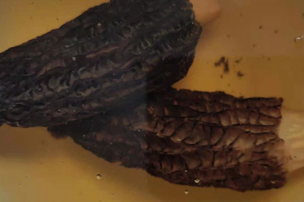 泡發(fā)羊肚菌的水是什么顏色 泡發(fā)羊肚菌的水是什么顏色