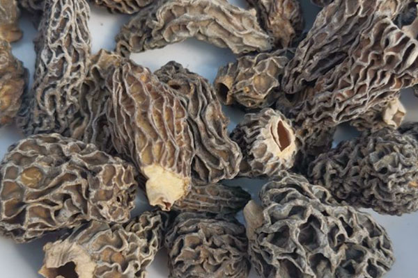 干品羊肚菌有哪幾種 干品羊肚菌有哪幾種