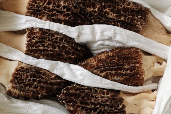 新鮮羊肚菌洗過水了怎么辦，新鮮的羊肚菌可以清洗曬干嗎