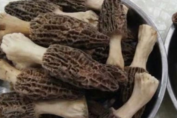 新鮮羊肚菌能清洗曬干嗎 新鮮羊肚菌能清洗曬干嗎