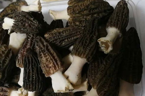 新鮮羊肚菌怎么洗好 新鮮羊肚菌怎么洗好