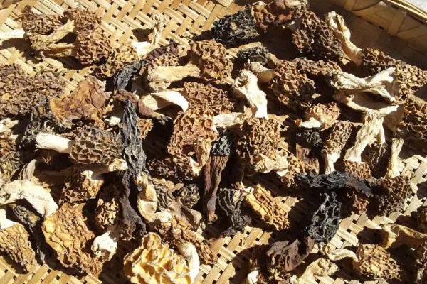 野生羊肚菌怎么曬，羊肚菌能在太陽底下曬嗎