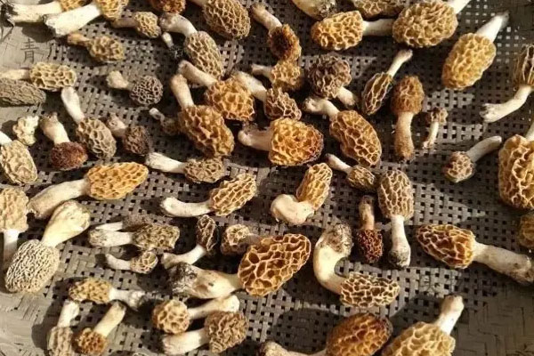 羊肚菌可以在太陽(yáng)底下曬嗎 羊肚菌可以在太陽(yáng)底下曬嗎