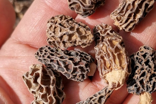 干品羊肚菌的特點(diǎn) 干品羊肚菌的特點(diǎn)