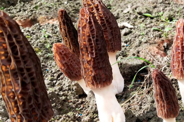 種植羊肚菌可以曬太陽嗎，羊肚菌第二年可以再種嗎