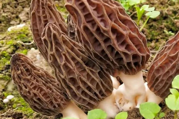羊肚菌第二年能再種嗎 羊肚菌第二年能再種嗎