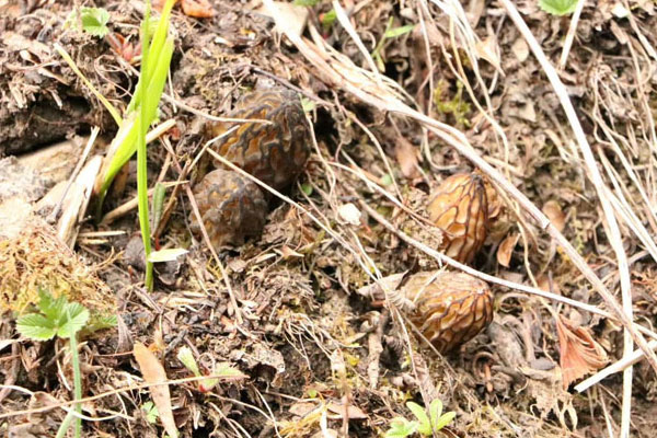 什么樣子的是真羊肚菌 什么樣子的是真羊肚菌