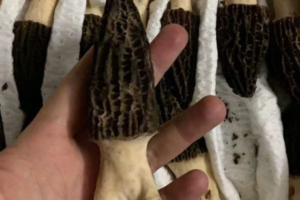 羊肚菌割了還能長出來嗎 羊肚菌割了還能長出來嗎