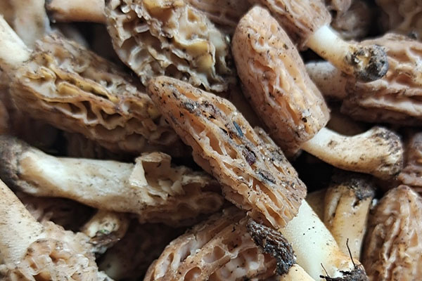 羊肚菌的菌絲上長白點 羊肚菌的菌絲上長白點