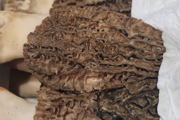 羊肚菌割了還會長出來嗎，羊肚菌菌絲上長出白點