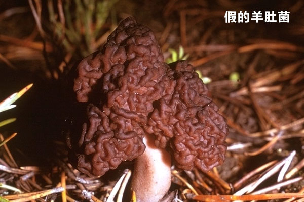 假的羊肚磨能吃嗎，羊肚菌被蟲蛀了還能吃嗎