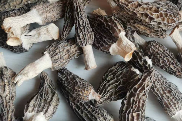 干羊肚菌生蛀蟲能吃嗎 干羊肚菌生蛀蟲能吃嗎