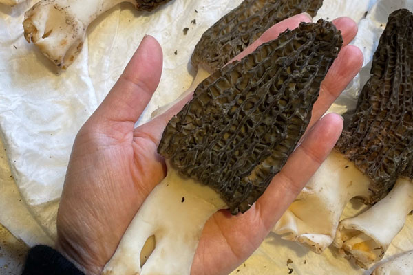 有不能吃羊肚菌的人嗎 有不能吃羊肚菌的人嗎