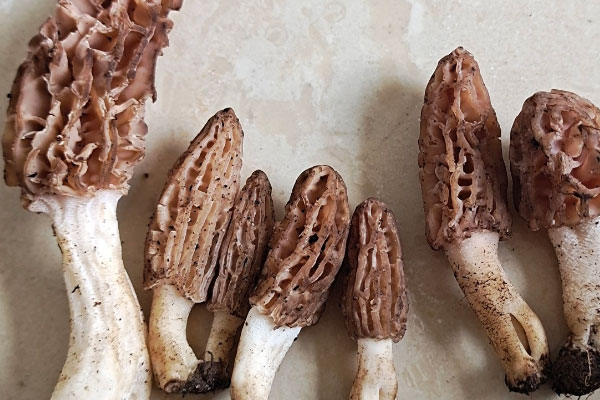 羊肚菌最怕的化學(xué)成分 羊肚菌最怕的化學(xué)成分