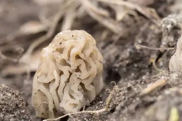 羊肚菌的菌絲幾天就老化了 羊肚菌的菌絲幾天就老化了